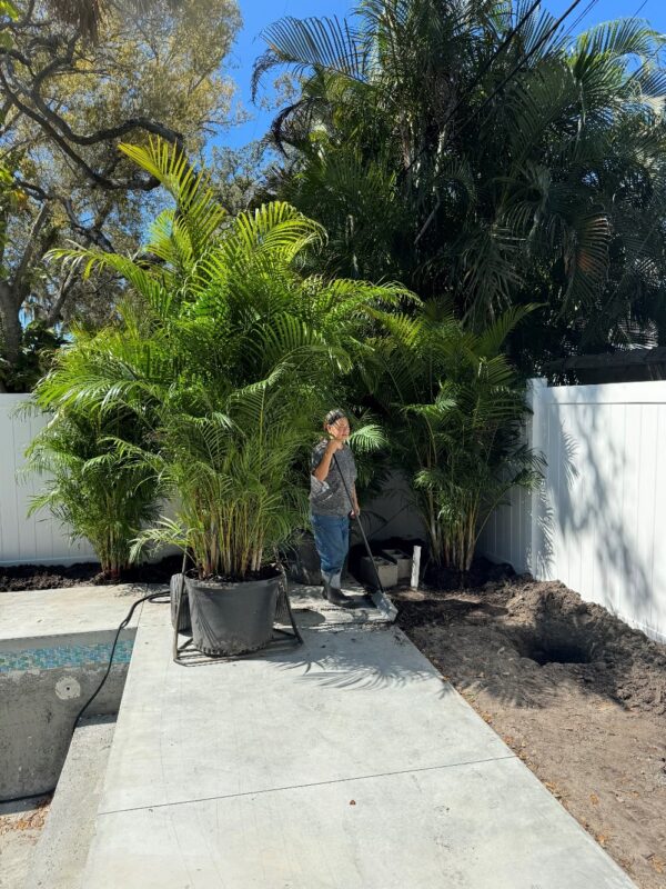 Areca Palm