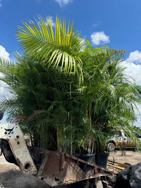 Areca Palm - Image 2