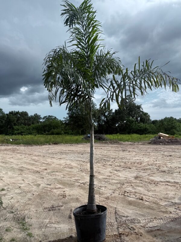 Foxtail Palm