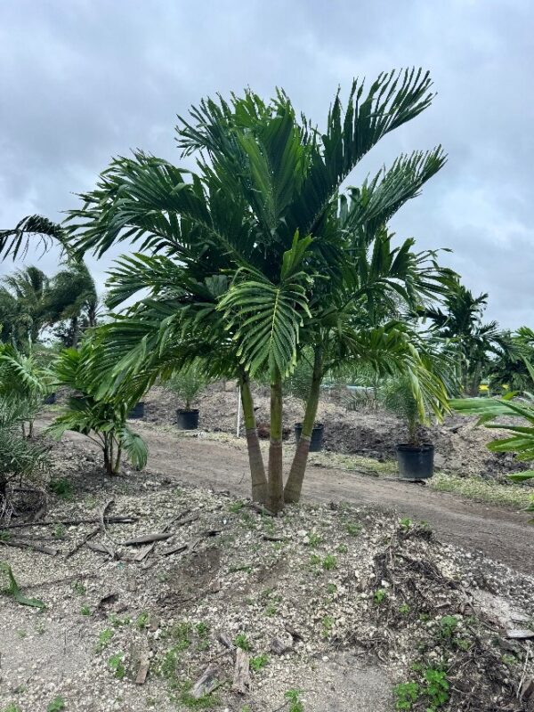 Christmas Palm