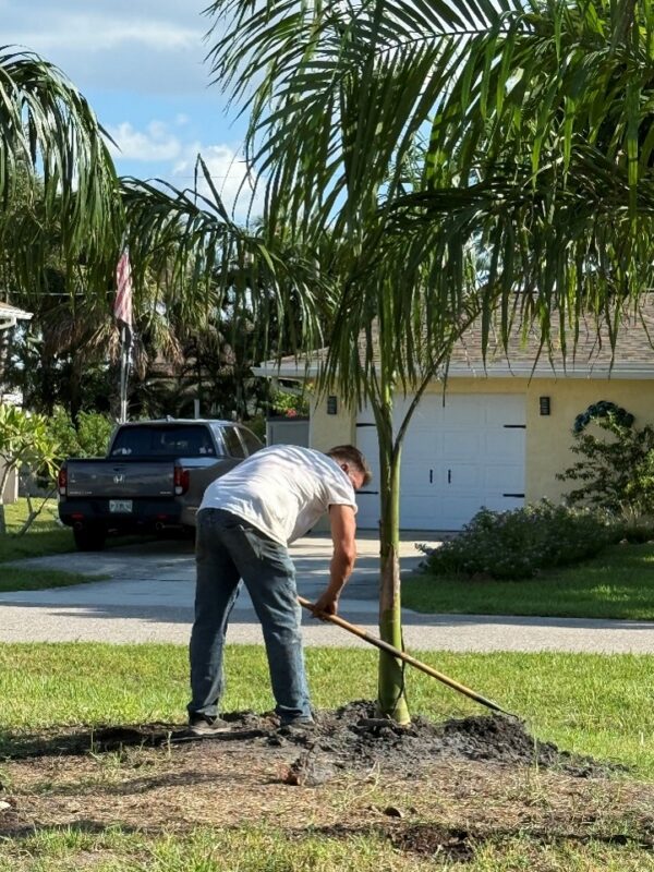 Royal Palm