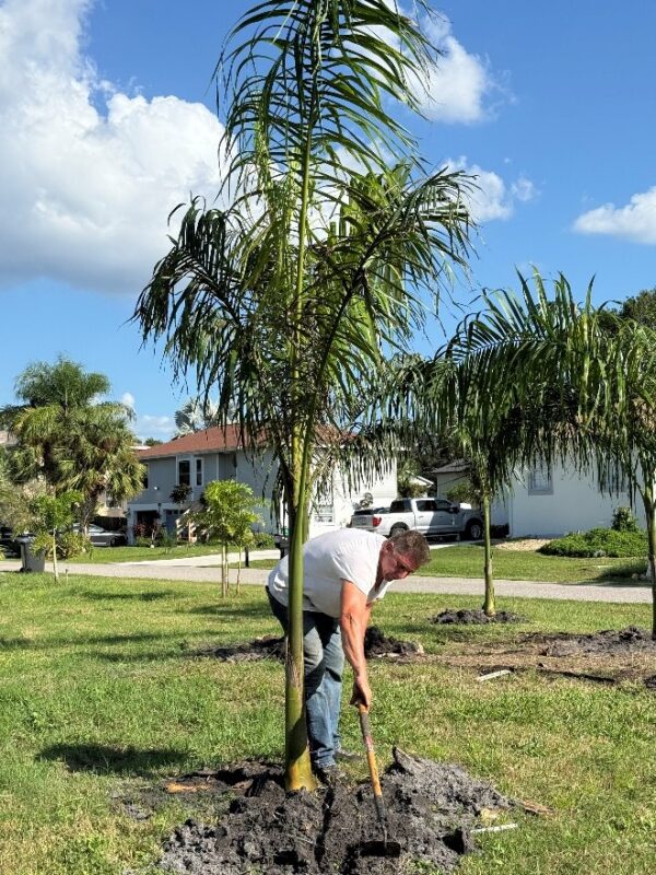 Royal Palm - Image 2